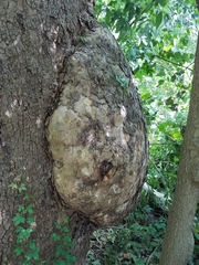 Platanus occidentalis