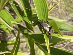 Apiomerus lanipes