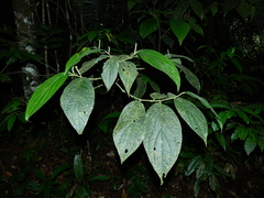 Piper remotinervium