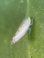 Synophropsis lauri