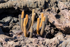 Brachycereus nesioticus