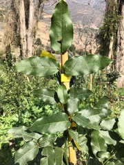 Beilschmiedia miersii