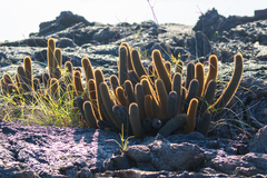 Brachycereus nesioticus