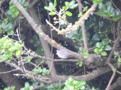 Curruca crassirostris
