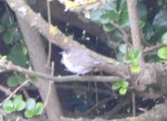 Curruca crassirostris