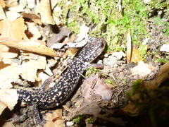 Plethodon caddoensis
