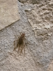 Gryllomorpha