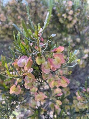 Dodonaea lobulata