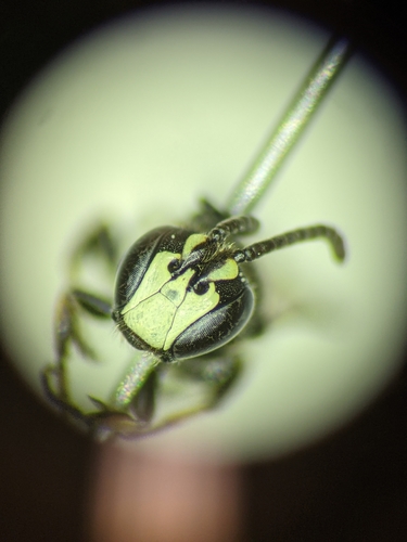 Annulate Masked Bee photo 6