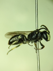 Hylaeus annulatus