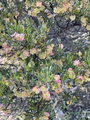 Dodonaea lobulata