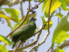 Amazona arausiaca
