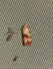 Neocochylis millierana