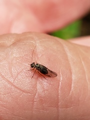 Teliapsocus