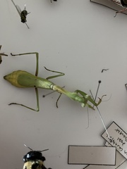 Stagmomantis carolina
