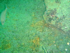 Pterogymnus laniarius