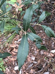Quercus hypoleucoides