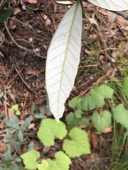 Quercus hypoleucoides