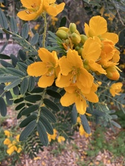 Senna multiglandulosa