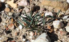 Euphorbia silenifolia