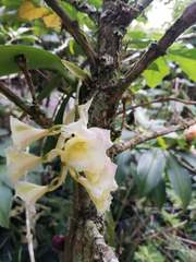 Rodriguezia granadensis