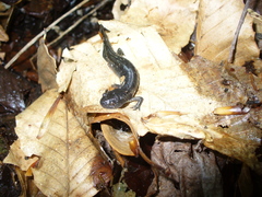Ambystoma annulatum