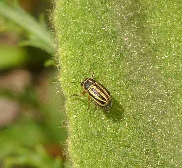 Pachybrachis othonus othonus