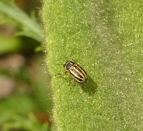 Pachybrachis othonus othonus
