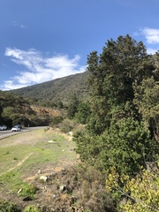 Archidasyphyllum excelsum