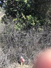 Archidasyphyllum excelsum