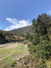 Archidasyphyllum excelsum