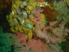 Polycera capensis