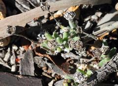 Trichodiadema marlothii