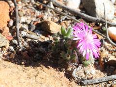 Trichodiadema marlothii