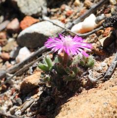 Trichodiadema marlothii