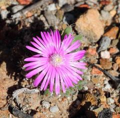 Trichodiadema marlothii