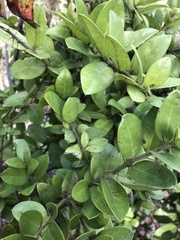 Archidasyphyllum excelsum