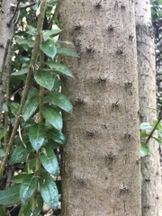 Archidasyphyllum excelsum