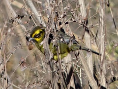 Atlapetes citrinellus