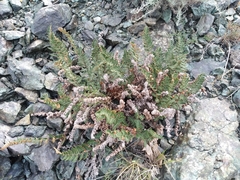 Paragymnopteris marantae