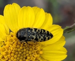 Acmaeodera decipiens