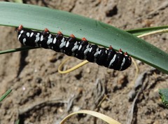 Chlanidophora patagiata