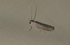 Epischnia prodromella