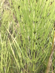 Equisetum palustre