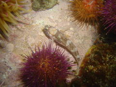 Caffrogobius nudiceps