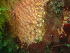 Melithaea rubra