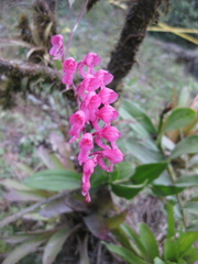 Rodriguezia lanceolata