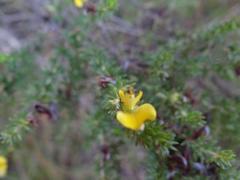 Aspalathus opaca rostriloba