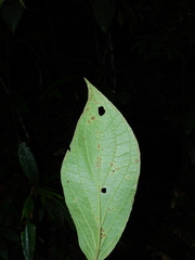 Piper remotinervium