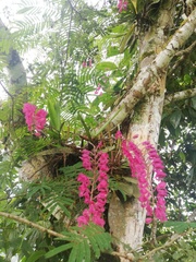 Rodriguezia lanceolata